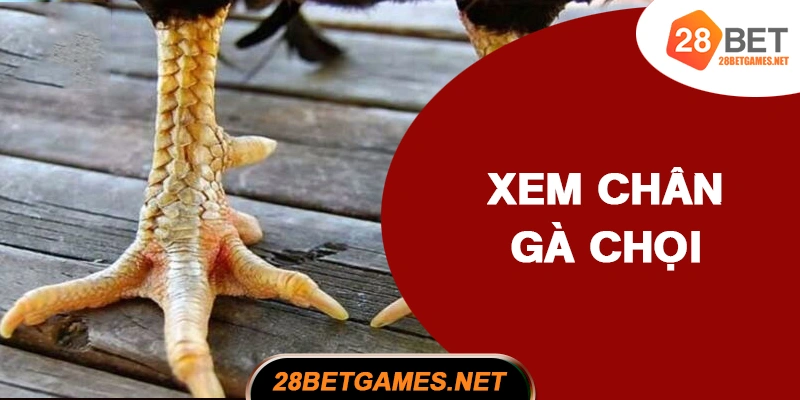 Hình dáng chân gà chọi Hình dáng chân gà chọi